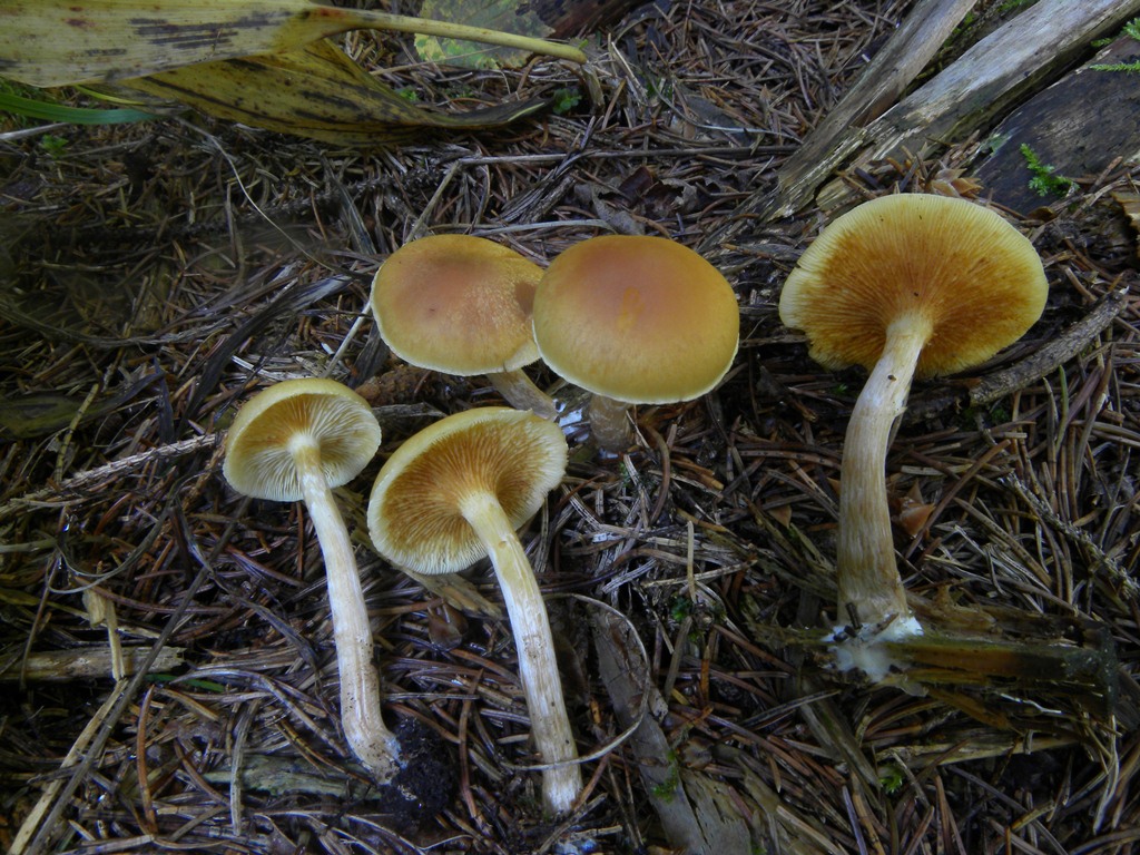 4) Fotogr.il 17.11.2012. sotto pineta marina con Leccio